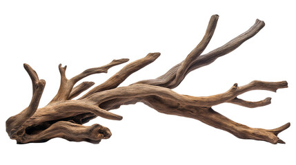 branch of dry tree isolated on transparent white background, clipping path