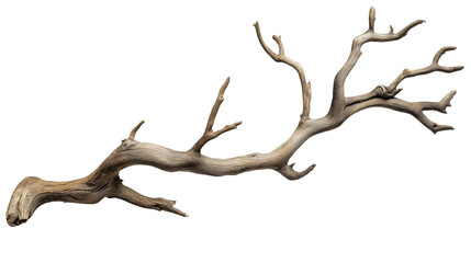 branch of dry tree isolated on transparent white background, clipping path