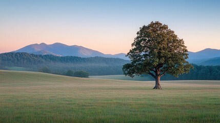 Wall Mural - A lone oak tree in a wide, open field with gentle rolling hills, the soft light of dawn casting a warm glow over the landscape and distant mountain peaks on the horizon.
