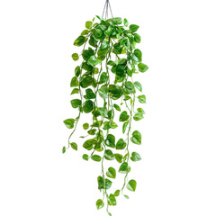 A hanging plant with trailing vines, suspended on a transparency background