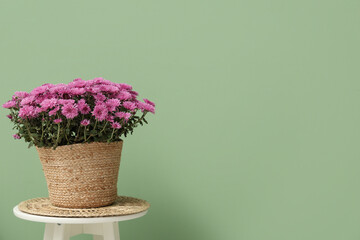 Canvas Print - Wicker basket with chrysanthemum flowers on chair against green background