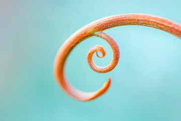 Poster - vibrant close-up of single curled tendril of climbing vine forming perfect spiral