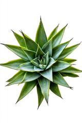 Wall Mural - Green Plant on White Background