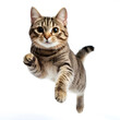 © JB - the American shorthair tabby breed cat jumping. white background