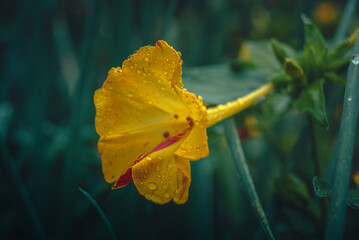 Wall Mural - Garden flower