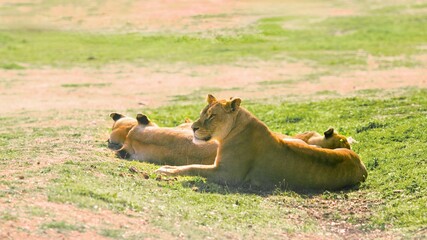lionesses resting together in green meadow on sunny day