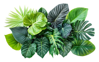 Wall Mural - PNG Lush green tropical leaves arranged artfully