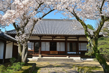 Poster - Elegant Japanese cherry blossom trees framing an ancient temple.