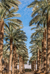 Wall Mural - Date palms is ancient plant and famous food crop in Middle East and North Africa, today this farming is important element of advanced and sustainable agriculture, portrait frame. No AI tools were used