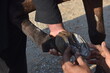 © ASIF NASEEM - Pakistani horse feet A farrier trimming a horse's rear hoof with nippers with shallow depth of field, horse farrier working in the early morning