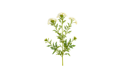 Wall Mural - detailed yarrow herb illustration for botanical designs