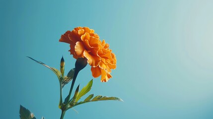 Sticker - Beautiful orange carnation flower in full bloom against a solid blue background.