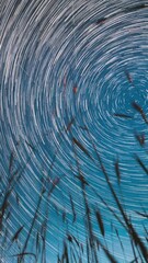 Wall Mural - Timelapse Spin Trails Of Stars Above Young Wheat Sprouts In Summer Agricultural Season. Night Starry Sky Glowing Milky Way Stars And Meteoric Track Trails Above Young Barley Sprouts Field. Rotate Sky
