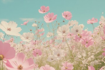  A field of pink and white flowers with sunlight through clouds
