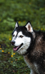 perro husky siberiano