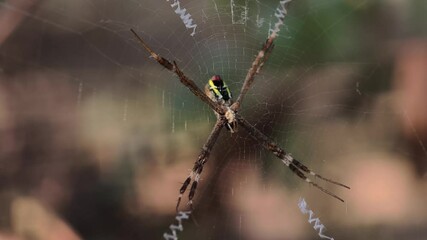 close up spider on a web 