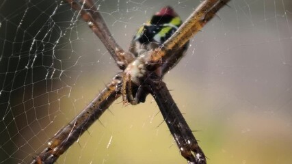close up spider on a web 