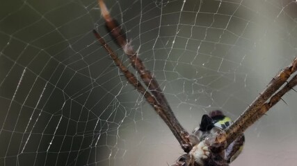 close up spider on a web 