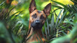 © Sung Hwan Kim - belgian malinois exploring garden
