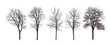© aura studio - Winter trees vector illustration isolated on white background, set of leafless trees, minimalist nature design, digital art winter landscape, seasonal tree drawing, winter forest imagery
