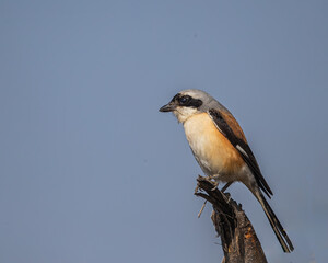 Wall Mural - A Bay Backed Shrike