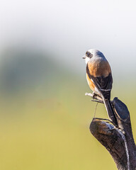 Wall Mural - A Bay Backed Shrike