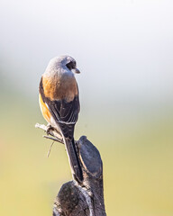 Wall Mural - A Bay Backed Shrike