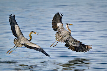 Wall Mural - great blue heron chasing another heron