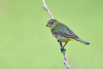 Wall Mural - Painted Bunting