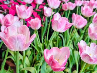 Wall Mural - Close Up group of variegated pink and white Tulips flower in botanic garden. group of floral blooming beautifully in outdoor park.