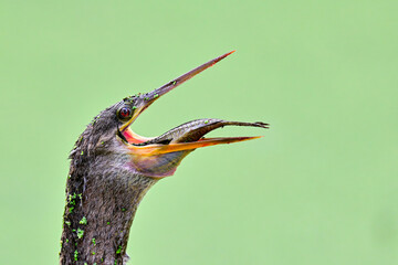 Wall Mural - anhinga with a lunch
