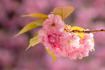 Wall Mural - cherry blossom in spring. sunny morning. natural environment.  blurred sakura garden background. romantic season