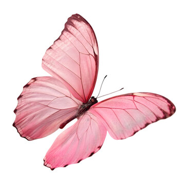 pink butterfly on transparent background