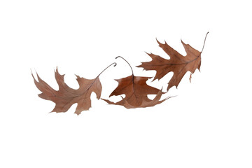 Wall Mural - Dry brown oak autumn colored leaves isolated transparent png.