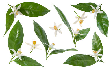 orange tree blossom or neroli flowers branches with green glossy leaves set isolated transparent png