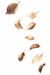 Poster - Falling autumn leaves isolated on a white background