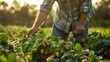 © Yuliia - Farmer picking fresh organic strawberries in field during golden sunset hour. Natural agricultural scene showing sustainable farming and local food production.