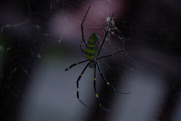 spider on the web