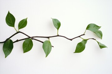 Wall Mural - A simple and elegant image of a branch with green leaves against a clean white background