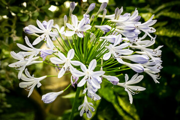 Wall Mural - A bunch of white flowers with purple centers