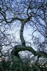 Wall Mural - a tree with a trunk that is bent and twisted