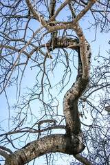 Wall Mural - A tree with a long trunk and branches