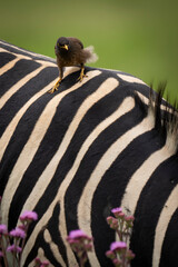 Wall Mural - A small bird perches on the back of a zebra, showcasing a fascinating symbiotic relationship in the African wilderness. Captured during a safari game drive, this moment highlights nature