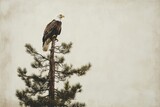 A majestic bald eagle perched atop a pine tree against a muted sky.