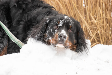 Wall Mural - A Burnese mountain dog playing in the snow getting snow on its face.