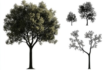 Poster - Four tree species on a white background