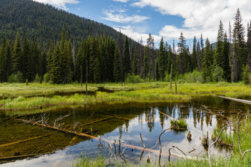 Wall Mural - beautiful serene pond park summer day blue sky with clouds