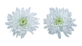 White chrysanthemum flowers isolated on transparent background	