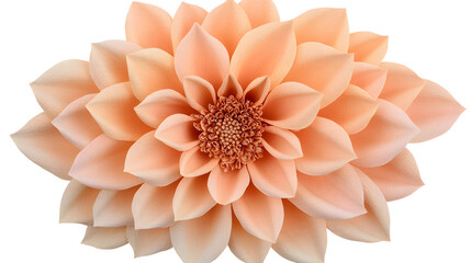 Poster - Close-up of a vibrant flower against a plain white background showcasing its natural beauty and intricate details