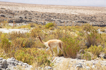 Wild vicuña grazing in the tolar